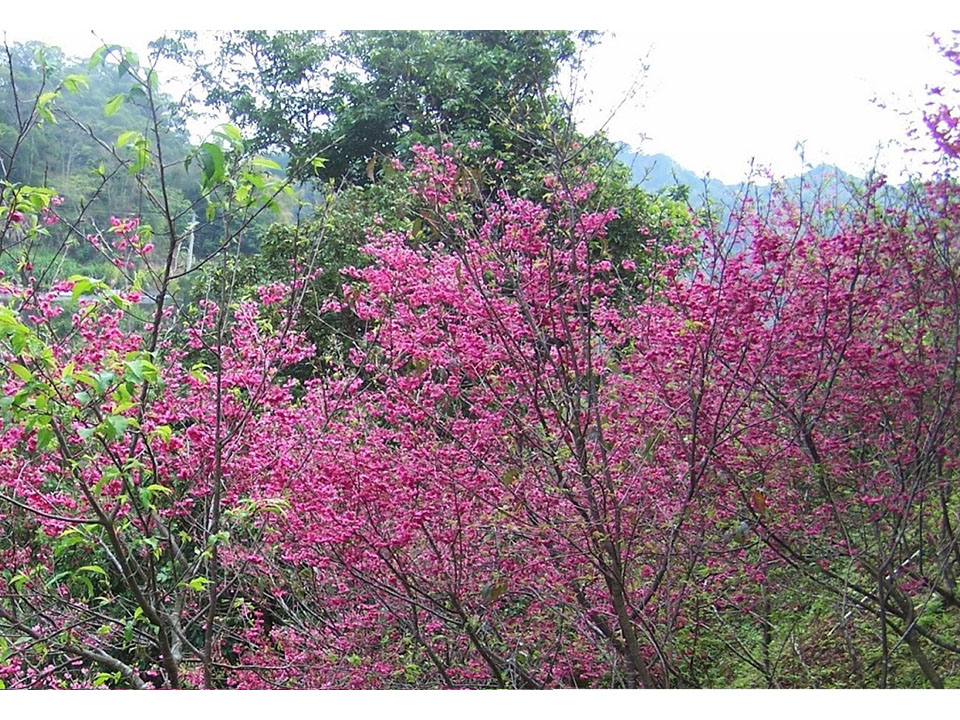 賞櫻不必遠赴高山 員林百果山櫻花開 