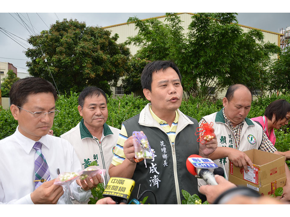  花壇茉莉花季產量減  公所促銷創造經濟價值