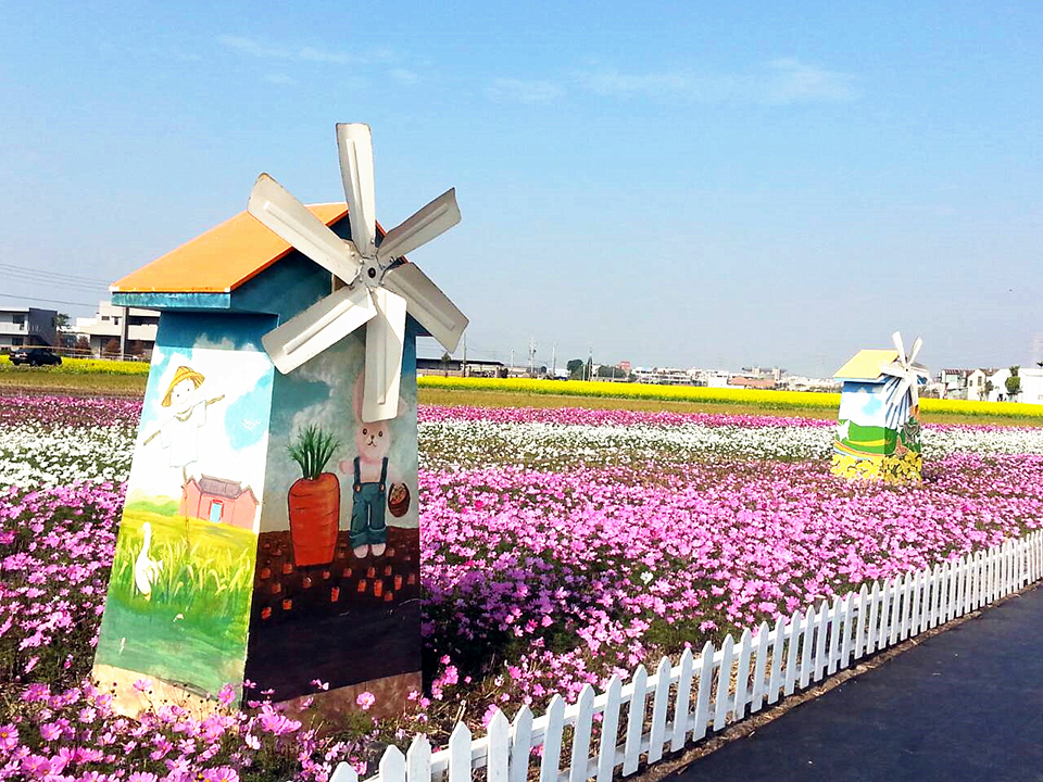 阡陌良田花現龍井 海線發展農業推動觀光