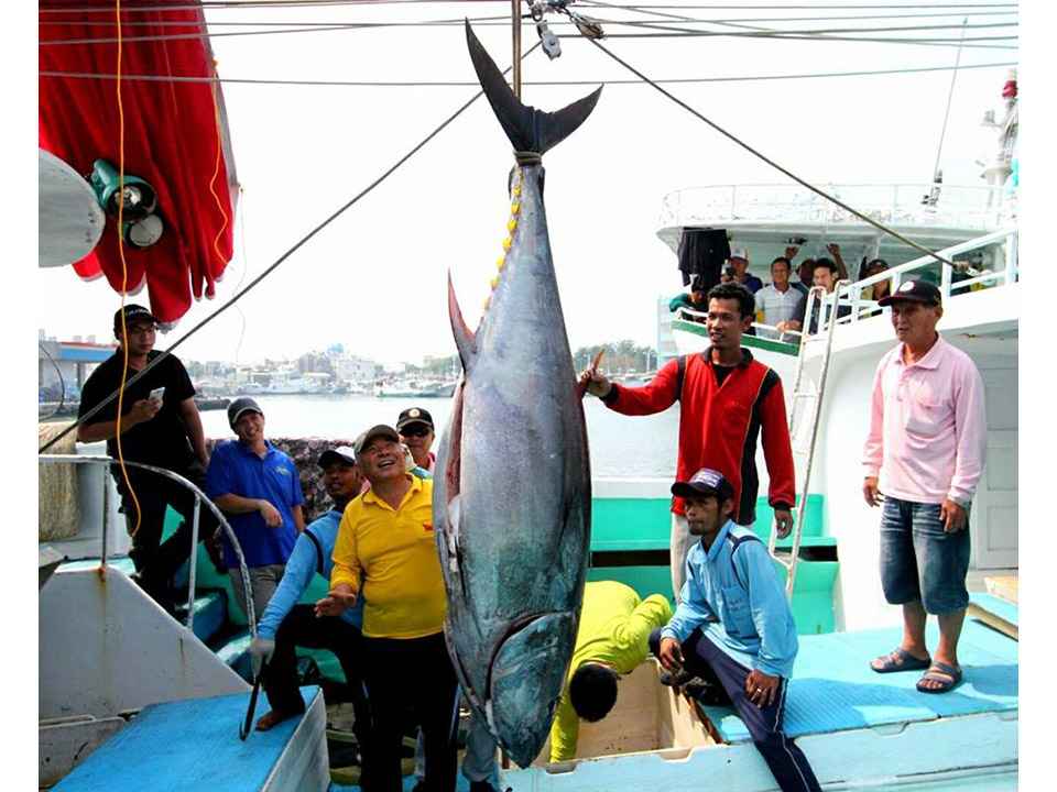 百萬黑鮪魚東港出爐 船長陳金益拿下「第一鮪」頭采！