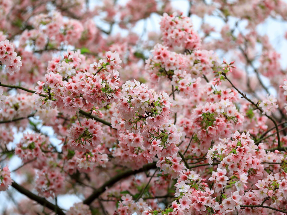 櫻花將開！淡水天元宮：防疫優先「別來賞花」