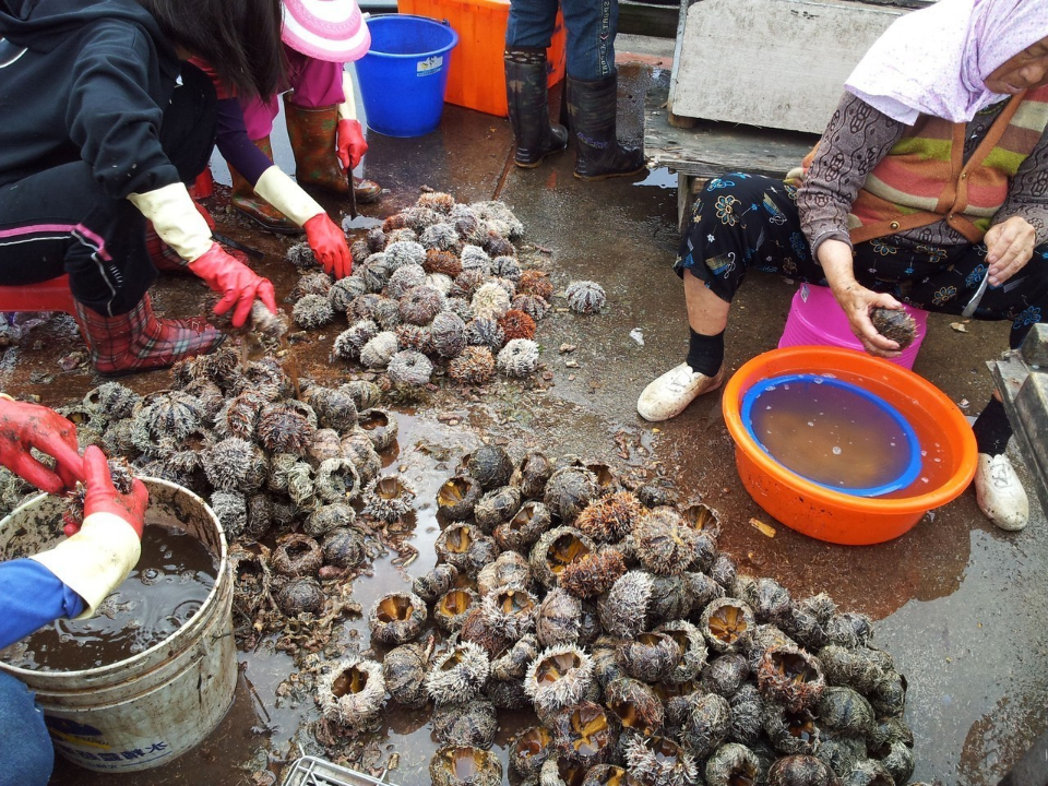 澎湖瘋採馬糞海膽 75歲海女溺斃