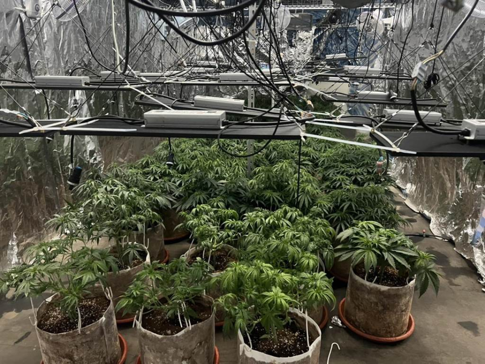 史上最大 軍營旁1甲地種大麻