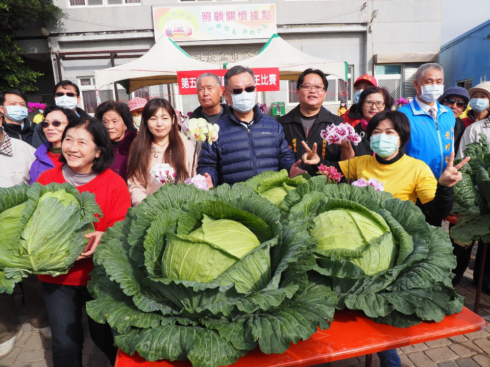 澎湖高麗菜王出爐！重量突破20kg