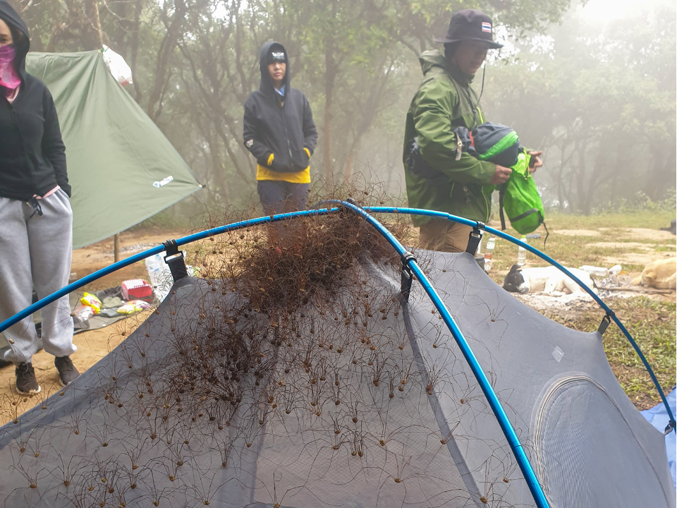 密集恐懼爆發！露營驚見上百隻「長腳生物」