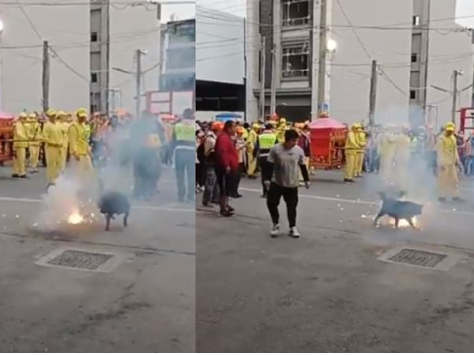 黑狗將軍跳炮陣 搖尾巴迎媽祖入宮