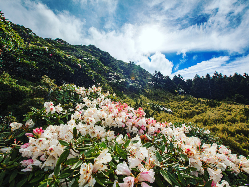 合歡山高山杜鵑花季開始　翠峰至大禹嶺路段高乘載管制  