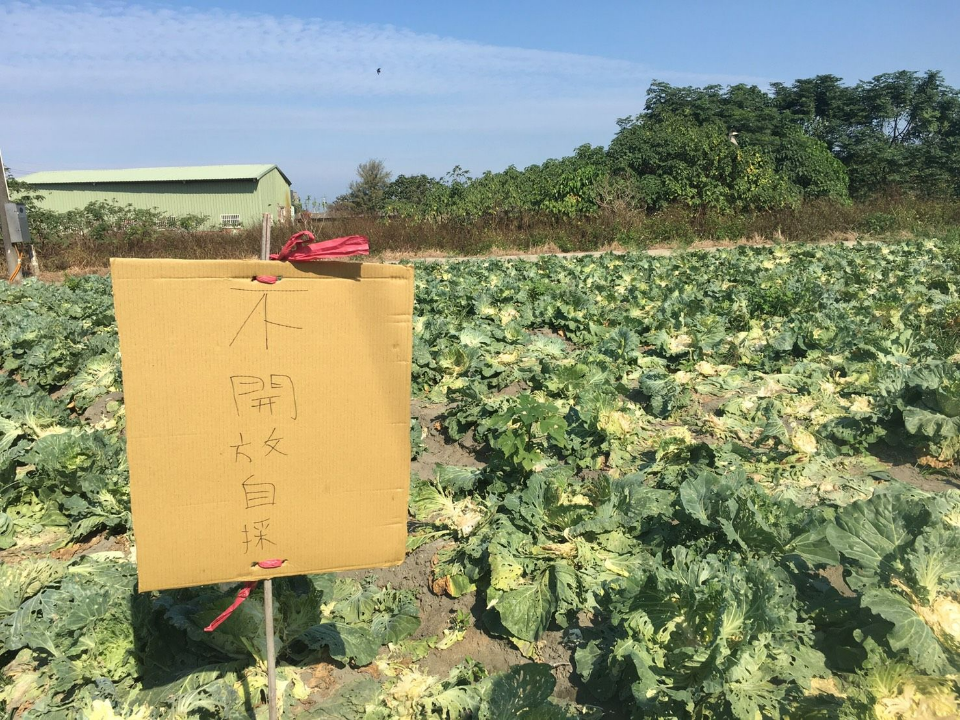 麥寮菜農痛哭！菜醜揪團拔光萬顆高麗菜 警續追上百名共犯