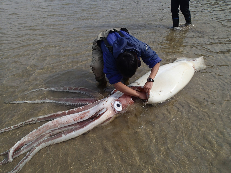 日本海邊驚見「3公尺巨型魷魚」網憂：大地震先兆？