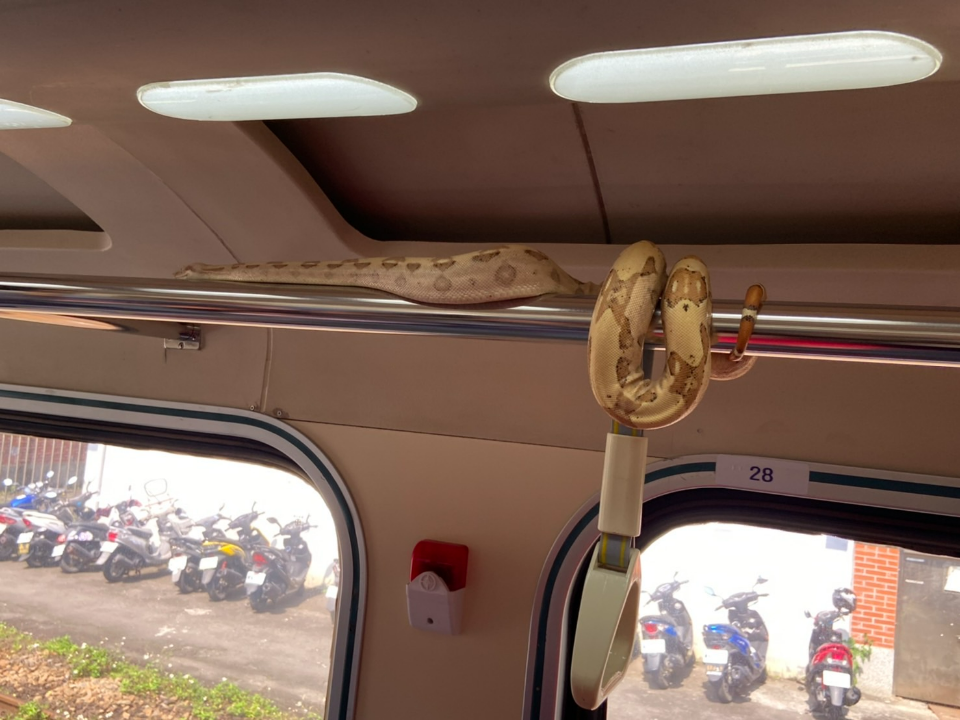 阿娘喂！自強號蟒蛇盤踞扶手 列車長封閉車廂警消合力抓