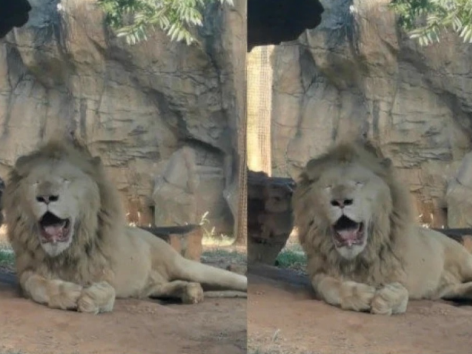氣溫飆升！非洲獅子凍未條 「已經熱成一隻狗」