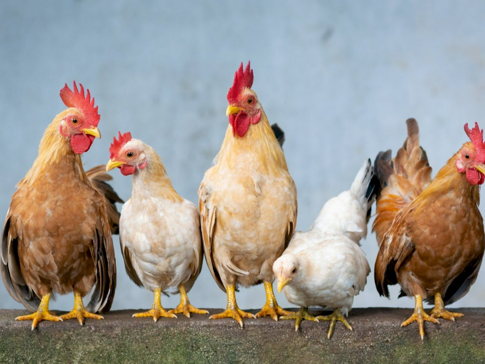 中國現全球首例H3N8 台灣急升警示