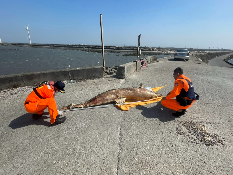 海域生態恐亮紅燈 彰化沿海四天兩鯨豚死亡